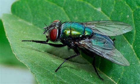 Las moscas son insectos que poseen una cabeza, un cuerpo, abdomen ...