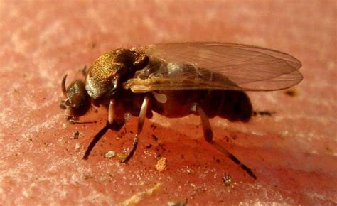 Las moscas y los distintos daños que pueden causar