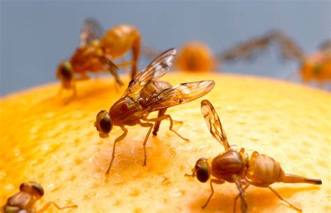 Las mosquitos de la fruta   Salud Ambiental   Control de plagas urbanas