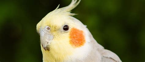 Las Ninfas: todo lo que debes saber para tener este pájaro de mascota ...