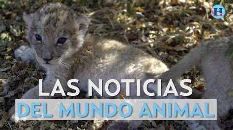 Las noticias del mundo animal | El Heraldo de México