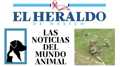 Las noticias del mundo animal | El Heraldo de México