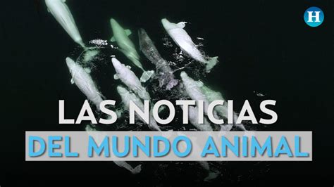 Las noticias del mundo animal   El Heraldo de México