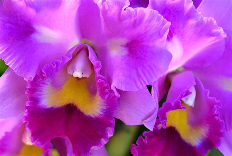 Las orquídeas más bellas regresarán a los espacios ...