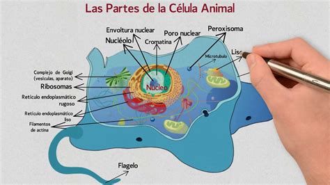 Las Partes de la Célula Animal | Núcleo, Citoplasma ...