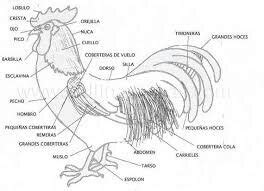 Las partes de la gallina | Wiki | El Desmadrue Amino