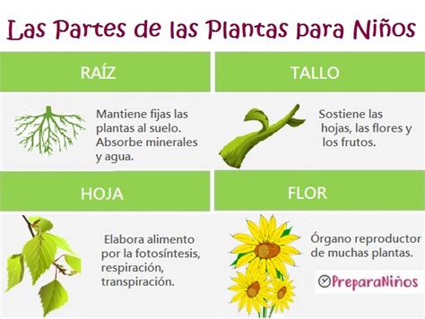 Las Partes de las Plantas para Niños   PreparaNiños.com