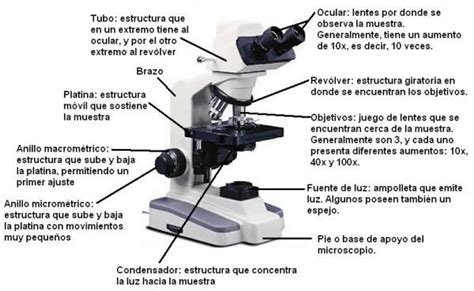 Las partes de un microscopio y su uso en 2020 ...