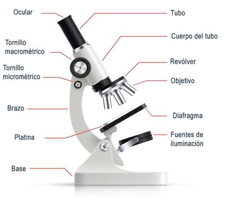 Las Partes del Microscopio Óptico y sus Funciones ...