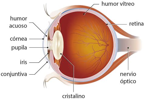 Las partes del ojo • Portal de Salud