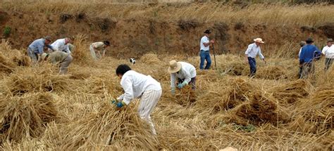 Las pérdidas en la cosecha de trigo alcanzan los 50.000 euros en el ...