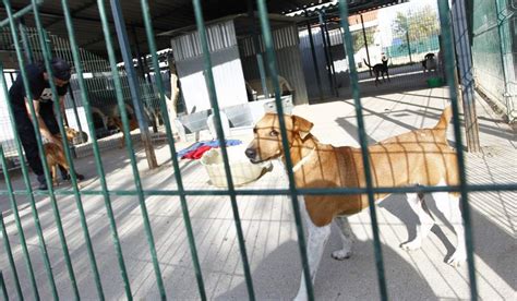 Las perreras y protectoras de Madrid están desbordadas pese al aumento ...