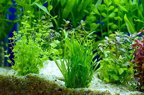 Las plantas acuáticas | zooplus