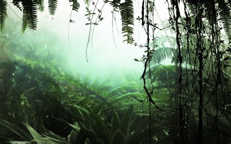 Las plantas de la selva fondos de pantalla | Las plantas ...