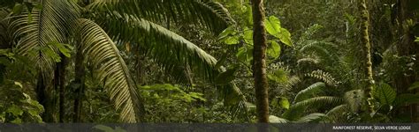 Las Plantas de Selva Verde   Selva Verde   Costa Rica