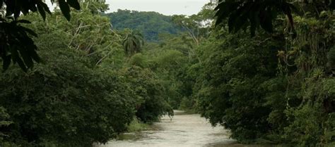 Las plantas en la selva tropical y su fauna