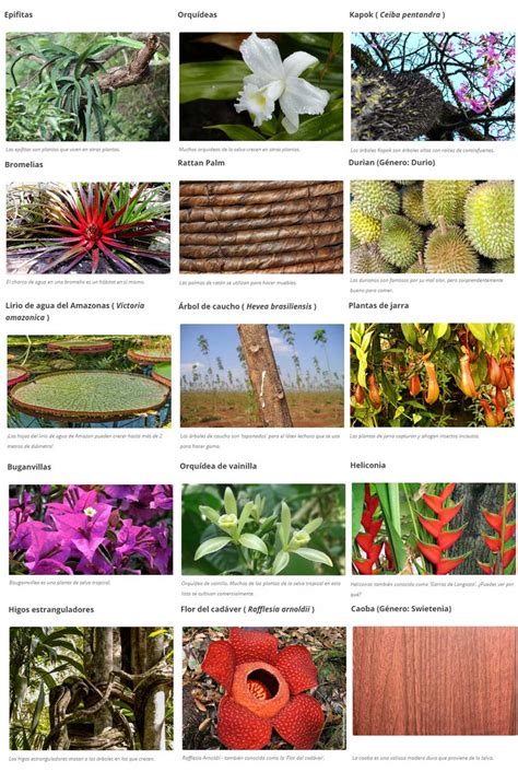 Las plantas en la selva tropical y su fauna | OVACEN