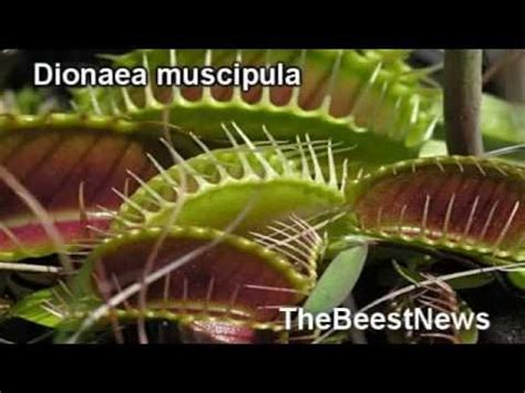 Las plantas mas raras del mundo   YouTube
