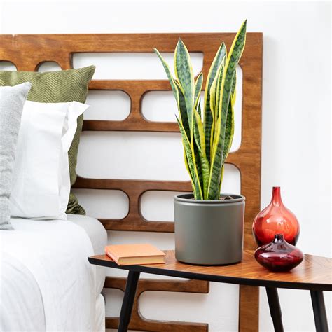 Las plantas perfectas para el dormitorio | Blog Colvin