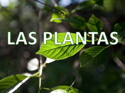 LAS PLANTAS.   ppt video online descargar