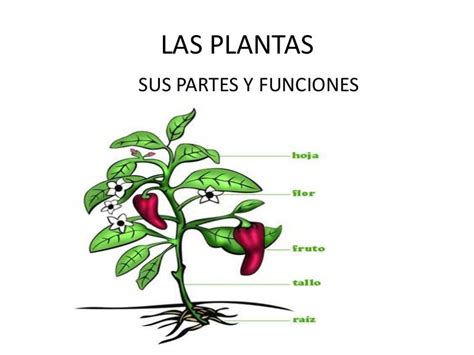Las plantas sus partes y funciones