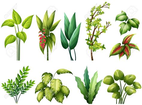 Las plantas: tipos según sus hojas. | MI PRIMARIA EN UN BLOG