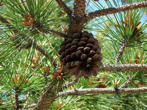 Las plantas y sus usos: Beneficios del pino para la salud