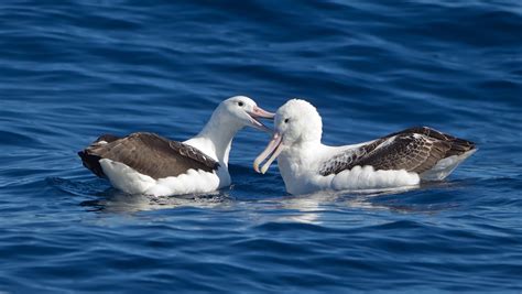 Las poblaciones de aves marinas han caído un 70% desde los ...