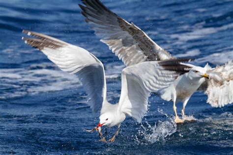 Las poblaciones de aves marinas han caído un 70% desde los ...