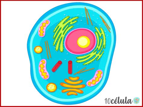 Las principales 16 partes de la célula y sus funciones】