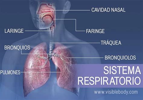 Las principales estructuras del sistema respiratorio incluyen la ...