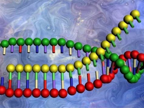 Las Principales Funciones del ARN   BioEnciclopedia