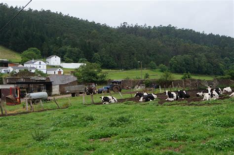 Las producciones ganaderas de Asturias se benefician de la reducción en ...
