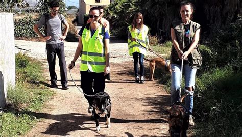 Las protectoras de animales ponen en marcha la captación ...