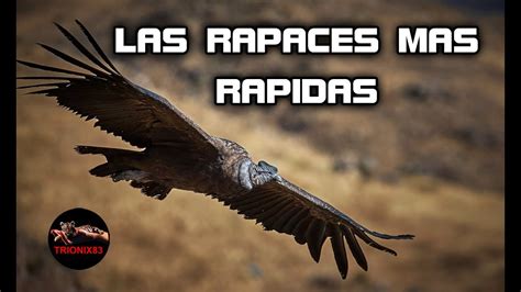 LAS RAPACES MAS RAPIDAS DEL MUNDO – Aves rapaces cazando ...
