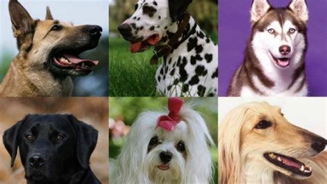 Las razas de perro que requieren más atenciones ...