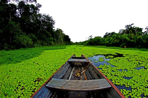 Las selva del Amazonas se enfrenta a una posible extinción ...