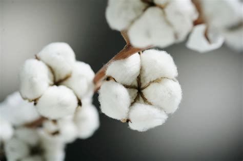 Las semillas de algodón podrían ser alimentos    Chismes Today