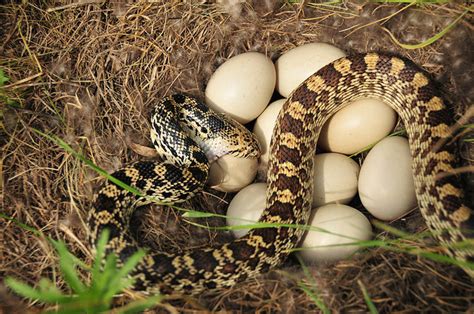 Las Serpientes no Siempre Nacen de un Huevo