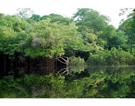 Las siete maravillas naturales   Selva amazónica