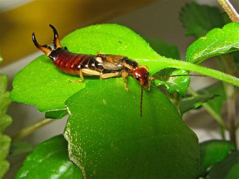 Las tijeretas, un insecto beneficioso para el jardín | Plantas