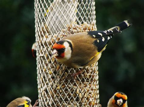 Las tres claves para atraer pájaros a tu jardín   Ecoosfera