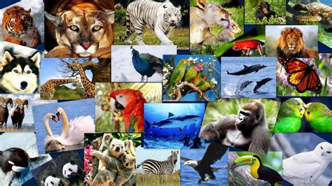 Latam pierde 83% de especies animales en 40 años: WWF ...