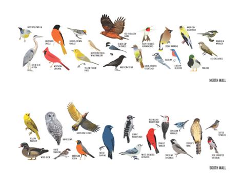 Latest Birds on Mural | Ohio Bird Mural