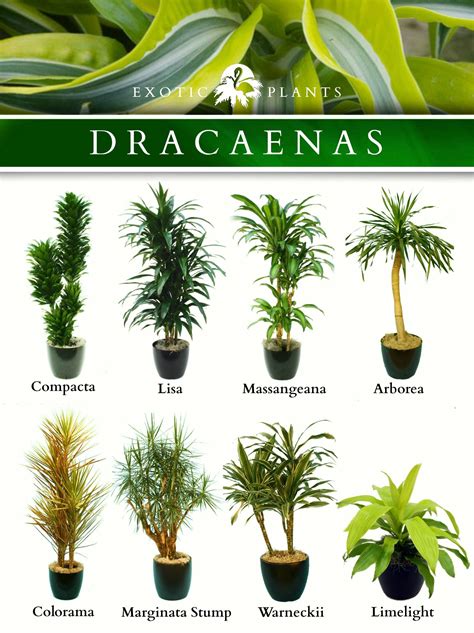 Latin Name: Dracaenas; Common Name: Bamboo plant, corn ...
