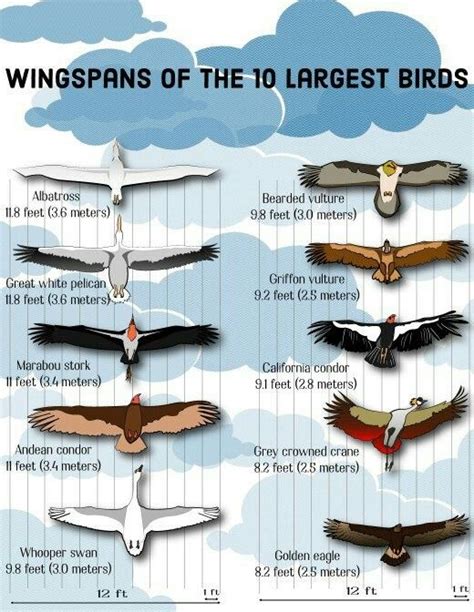 Latprgest Wingspan of Different Birds | Bird species ...