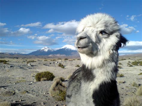Lauca National Park   National Park in Chile   Thousand ...