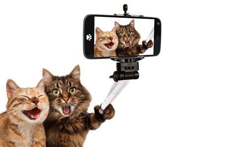 laughing, Animals, Cat, Pet, Selfies, Smartphone, Selfie ...