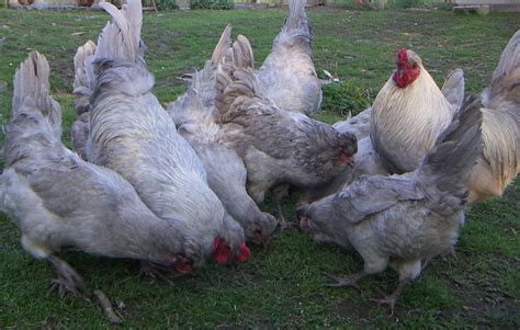 LAVENDER ARAUCANAS | Beautiful chickens, Animals, Beautiful