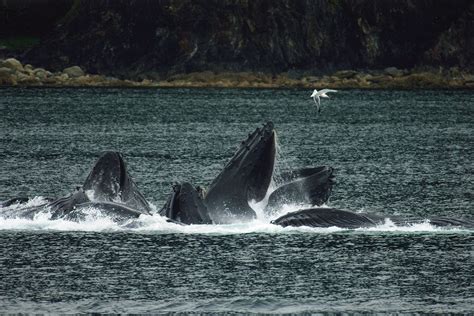 Le balene e l ecosistema oceanico